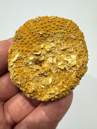 Erizo Fósil Natural