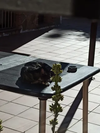 Martillo Neurológico Profesional