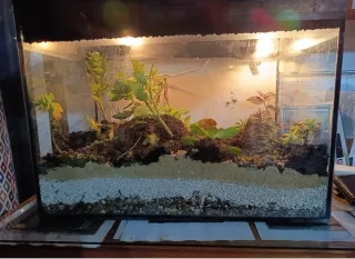 Terrario cristal sin plantas