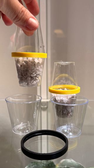 Cúpulas para Cormos o brotes.