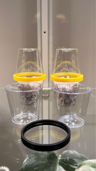 Cúpulas para Cormos o brotes.