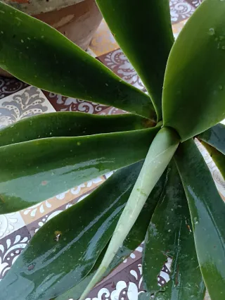 Agave attenuata o "agave dal collo di cigno"