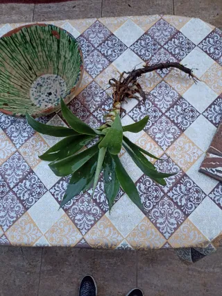 Agave attenuata o "agave dal collo di cigno"