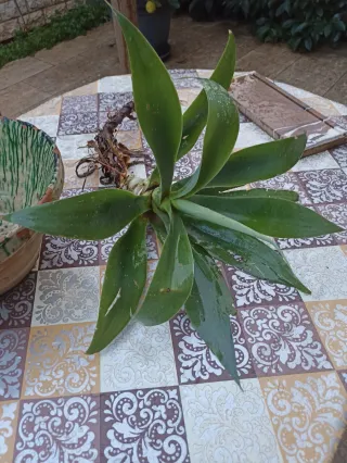 Agave attenuata o "agave dal collo di cigno"