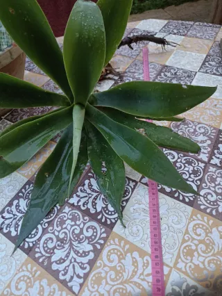 Agave attenuata o "agave dal collo di cigno"