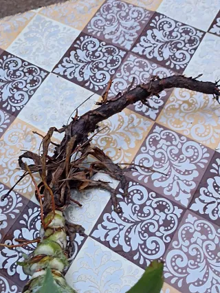 Agave attenuata o "agave dal collo di cigno"