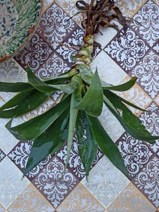 Agave attenuata o "agave dal collo di cigno"