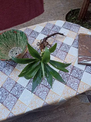 Agave attenuata o "agave dal collo di cigno"