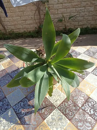 Agave attenuata o "agave dal collo di cigno"