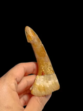 Fósil Onchopristis de gran tamaño