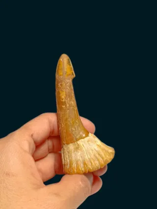 Fósil Onchopristis de gran tamaño