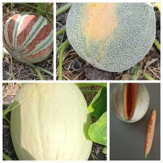 Semillas huerto orgánico