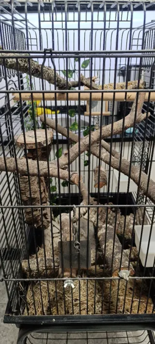 Jaula grande loro/ninfas