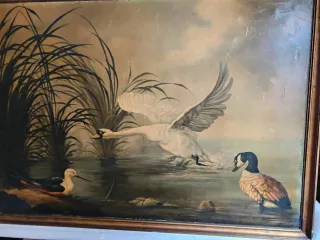 Cuadro óleo lienzo cisne y patos