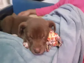 Consultoría canina online · Cosmic Can