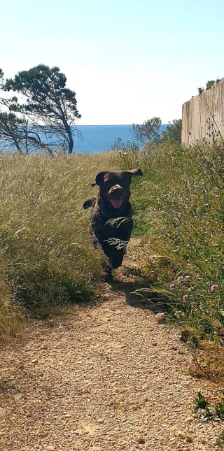 Consultoría canina online · Cosmic Can