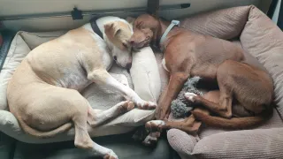 Consultoría canina online · Cosmic Can