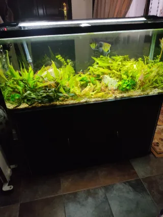 Acuario con plantas y peces