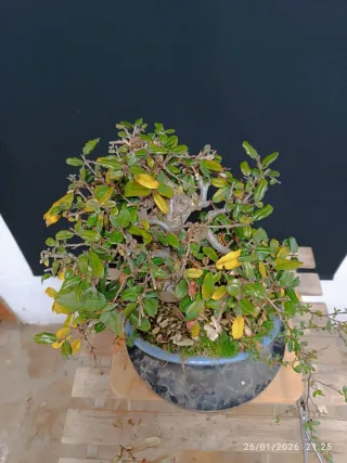 Bonsái Eleagnus Pungens