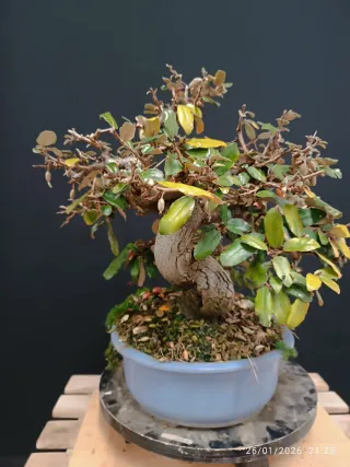 Bonsái Eleagnus Pungens