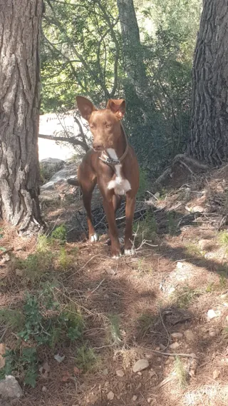 DOG TRAINING & BEHAVIOUR CONSULTING