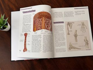 El Cuerpo Humano: Órganos, Sistemas, Funciones