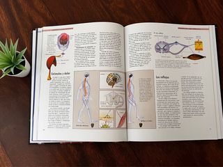 El Cuerpo Humano: Órganos, Sistemas, Funciones