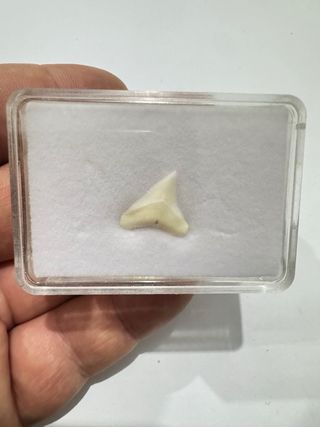 Diente Fosil T. Toro