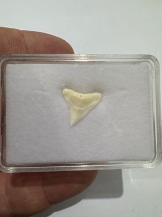 Diente Fosil T. Toro