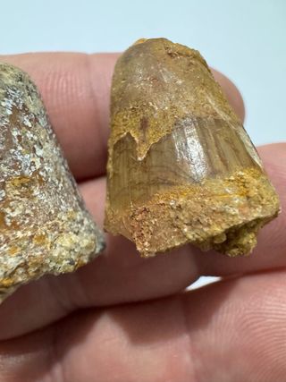 Fósil  de Cocodrilo Grande Certificado