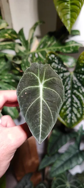 Alocasia Black Velvet Planta