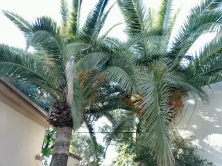 Poda profesional de palmeras