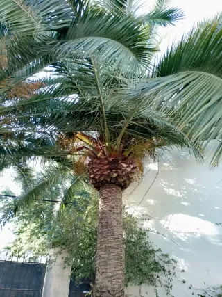 Poda profesional de palmeras