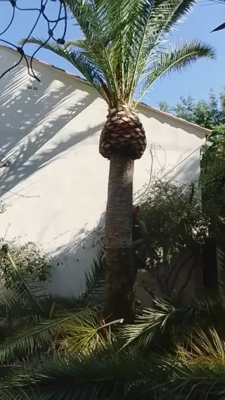 Poda profesional de palmeras