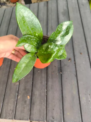 Planta suculenta Hoya carnosa Flor de cera