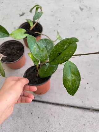 Hoya Carnosa Flor de Cera