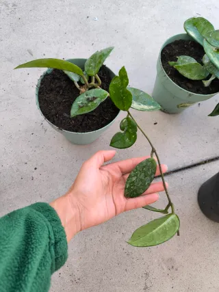Hoya carnosa