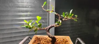 Bonsái Ficus Tiger Bark - Maceta Yixing