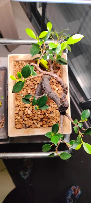 Bonsái Ficus Tiger Bark - Maceta Yixing