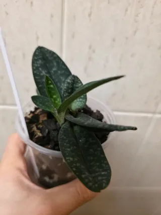 Orquídea Paphiopedilum Delenatii