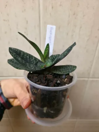 Orquídea Paphiopedilum Delenatii