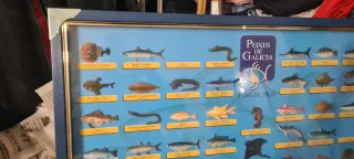 Colección Peces de Galicia