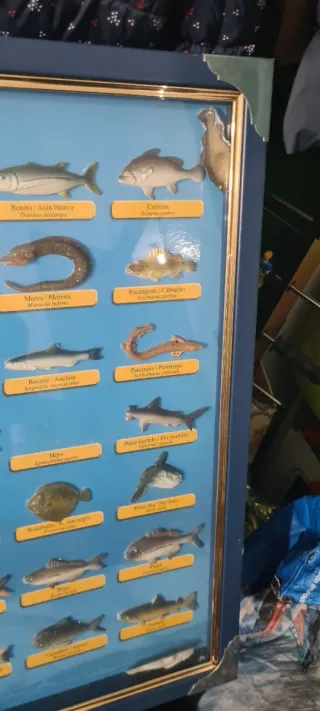 Colección Peces de Galicia