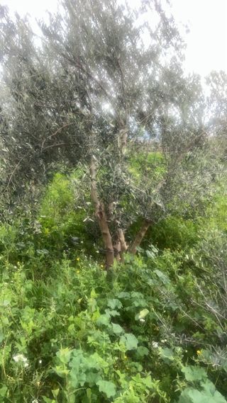 Regalo: Olivos y Ledoneros