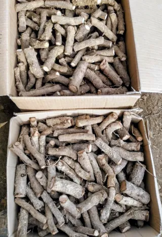 Esquejes Paulownia Shandong