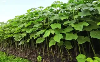 Esquejes Paulownia Shandong