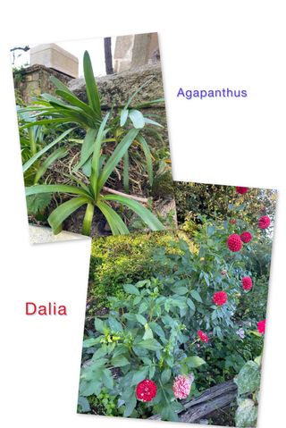 Lote 2 Agapantos y 2 Bulbos Dalia