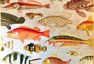 2 Puzzle 1000 pezzi: Aquatic & Epicurean