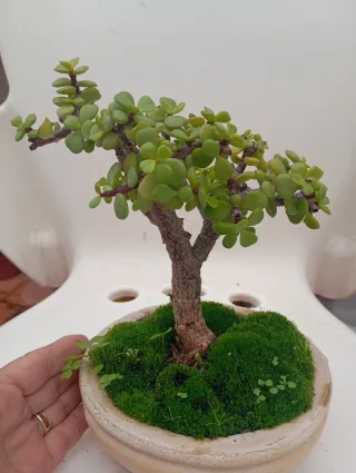 Suculenta Jade Bonsái