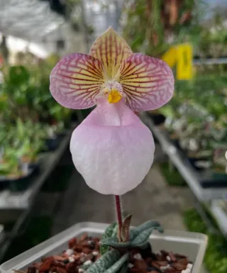Orquídea Paphiopedilum Micranthum